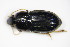  ( - BFB_Col_FK_9623)  @12 [ ] CreativeCommons - Attribution Non-Commercial Share-Alike (2015) Unspecified SNSB, Zoologische Staatssammlung Muenchen