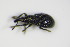  ( - BFB_Col_FK_9624)  @12 [ ] CreativeCommons - Attribution Non-Commercial Share-Alike (2015) Unspecified SNSB, Zoologische Staatssammlung Muenchen