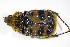  (Trichius sexualis - BFB_Col_FK_9631)  @13 [ ] CreativeCommons - Attribution Non-Commercial Share-Alike (2015) Unspecified SNSB, Zoologische Staatssammlung Muenchen