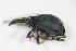  ( - BFB_Col_FK_9641)  @13 [ ] CreativeCommons - Attribution Non-Commercial Share-Alike (2015) Unspecified SNSB, Zoologische Staatssammlung Muenchen