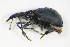  ( - BFB_Col_FK_9642)  @13 [ ] CreativeCommons - Attribution Non-Commercial Share-Alike (2015) Unspecified SNSB, Zoologische Staatssammlung Muenchen