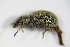  ( - BFB_Col_FK_9646)  @12 [ ] CreativeCommons - Attribution Non-Commercial Share-Alike (2015) Unspecified SNSB, Zoologische Staatssammlung Muenchen
