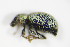  ( - BFB_Col_FK_9652)  @12 [ ] CreativeCommons - Attribution Non-Commercial Share-Alike (2015) Unspecified SNSB, Zoologische Staatssammlung Muenchen