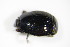  ( - BFB_Col_FK_9657)  @11 [ ] CreativeCommons - Attribution Non-Commercial Share-Alike (2015) Unspecified SNSB, Zoologische Staatssammlung Muenchen