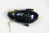 ( - BFB_Col_FK_9660)  @13 [ ] CreativeCommons - Attribution Non-Commercial Share-Alike (2015) Unspecified SNSB, Zoologische Staatssammlung Muenchen