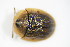  ( - BFB_Col_FK_9661)  @13 [ ] CreativeCommons - Attribution Non-Commercial Share-Alike (2015) Unspecified SNSB, Zoologische Staatssammlung Muenchen
