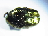  ( - BFB_Col_FK_9668)  @13 [ ] CreativeCommons - Attribution Non-Commercial Share-Alike (2015) Unspecified SNSB, Zoologische Staatssammlung Muenchen