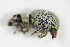  ( - BFB_Col_FK_9674)  @12 [ ] CreativeCommons - Attribution Non-Commercial Share-Alike (2015) Unspecified SNSB, Zoologische Staatssammlung Muenchen