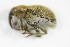  ( - BFB_Col_FK_9675)  @11 [ ] CreativeCommons - Attribution Non-Commercial Share-Alike (2015) Unspecified SNSB, Zoologische Staatssammlung Muenchen