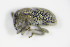  ( - BFB_Col_FK_9676)  @11 [ ] CreativeCommons - Attribution Non-Commercial Share-Alike (2015) Unspecified SNSB, Zoologische Staatssammlung Muenchen