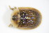  ( - BFB_Col_FK_9690)  @13 [ ] CreativeCommons - Attribution Non-Commercial Share-Alike (2015) Unspecified SNSB, Zoologische Staatssammlung Muenchen