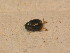  ( - BFB_Col_FK_9699)  @12 [ ] CreativeCommons - Attribution Non-Commercial Share-Alike (2015) Unspecified SNSB, Zoologische Staatssammlung Muenchen