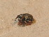  ( - BFB_Col_FK_9708)  @13 [ ] CreativeCommons - Attribution Non-Commercial Share-Alike (2015) Unspecified SNSB, Zoologische Staatssammlung Muenchen