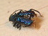  ( - BFB_Col_FK_9727)  @12 [ ] CreativeCommons - Attribution Non-Commercial Share-Alike (2015) Unspecified SNSB, Zoologische Staatssammlung Muenchen
