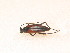  ( - BFB_Col_FK_9734)  @13 [ ] CreativeCommons - Attribution Non-Commercial Share-Alike (2015) Unspecified SNSB, Zoologische Staatssammlung Muenchen