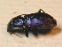  ( - BFB_Col_FK_9740)  @13 [ ] CreativeCommons - Attribution Non-Commercial Share-Alike (2015) Unspecified SNSB, Zoologische Staatssammlung Muenchen
