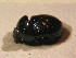  ( - BFB_Col_FK_9744)  @13 [ ] CreativeCommons - Attribution Non-Commercial Share-Alike (2015) Unspecified SNSB, Zoologische Staatssammlung Muenchen