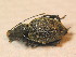  (Otiorhynchus sulphurifer - BFB_Col_FK_9748)  @13 [ ] CreativeCommons - Attribution Non-Commercial Share-Alike (2015) Unspecified SNSB, Zoologische Staatssammlung Muenchen