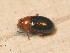  ( - BFB_Col_FK_9750)  @11 [ ] CreativeCommons - Attribution Non-Commercial Share-Alike (2015) Unspecified SNSB, Zoologische Staatssammlung Muenchen