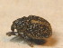  ( - BFB_Col_FK_9756)  @12 [ ] CreativeCommons - Attribution Non-Commercial Share-Alike (2015) Unspecified SNSB, Zoologische Staatssammlung Muenchen
