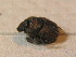  ( - BFB_Col_FK_9763)  @12 [ ] CreativeCommons - Attribution Non-Commercial Share-Alike (2015) Unspecified SNSB, Zoologische Staatssammlung Muenchen