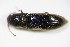  ( - BFB_Col_FK_9888)  @12 [ ] CreativeCommons - Attribution Non-Commercial Share-Alike (2015) Unspecified SNSB, Zoologische Staatssammlung Muenchen
