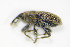  ( - BFB_Col_FK_9889)  @11 [ ] CreativeCommons - Attribution Non-Commercial Share-Alike (2015) Unspecified SNSB, Zoologische Staatssammlung Muenchen