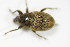  ( - BFB_Col_FK_9890)  @11 [ ] CreativeCommons - Attribution Non-Commercial Share-Alike (2015) Unspecified SNSB, Zoologische Staatssammlung Muenchen