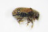  ( - BFB_Col_FK_9891)  @12 [ ] CreativeCommons - Attribution Non-Commercial Share-Alike (2015) Unspecified SNSB, Zoologische Staatssammlung Muenchen