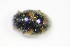  ( - BFB_Col_FK_9892)  @12 [ ] CreativeCommons - Attribution Non-Commercial Share-Alike (2015) Unspecified SNSB, Zoologische Staatssammlung Muenchen