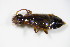  ( - BFB_Col_FK_9894)  @13 [ ] CreativeCommons - Attribution Non-Commercial Share-Alike (2015) Unspecified SNSB, Zoologische Staatssammlung Muenchen
