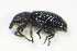  (Magdalis ruficornis - BFB_Col_FK_9897)  @13 [ ] CreativeCommons - Attribution Non-Commercial Share-Alike (2015) Unspecified SNSB, Zoologische Staatssammlung Muenchen