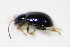  ( - BFB_Col_FK_9904)  @12 [ ] CreativeCommons - Attribution Non-Commercial Share-Alike (2015) Unspecified SNSB, Zoologische Staatssammlung Muenchen