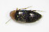  (Anaspis varians - BFB_Col_FK_9908)  @13 [ ] CreativeCommons - Attribution Non-Commercial Share-Alike (2015) Unspecified SNSB, Zoologische Staatssammlung Muenchen