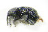  ( - BFB_Col_FK_9910)  @11 [ ] CreativeCommons - Attribution Non-Commercial Share-Alike (2015) Unspecified SNSB, Zoologische Staatssammlung Muenchen