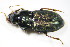  ( - BFB_Col_FK_9923)  @13 [ ] CreativeCommons - Attribution Non-Commercial Share-Alike (2015) Unspecified SNSB, Zoologische Staatssammlung Muenchen