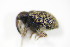  ( - BFB_Col_FK_9930)  @12 [ ] CreativeCommons - Attribution Non-Commercial Share-Alike (2015) Unspecified SNSB, Zoologische Staatssammlung Muenchen
