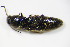  ( - BFB_Col_FK_9933)  @12 [ ] CreativeCommons - Attribution Non-Commercial Share-Alike (2015) Unspecified SNSB, Zoologische Staatssammlung Muenchen