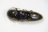  ( - BFB_Col_FK_9934)  @12 [ ] CreativeCommons - Attribution Non-Commercial Share-Alike (2015) Unspecified SNSB, Zoologische Staatssammlung Muenchen