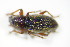  ( - BFB_Col_FK_9938)  @12 [ ] CreativeCommons - Attribution Non-Commercial Share-Alike (2015) Unspecified SNSB, Zoologische Staatssammlung Muenchen