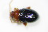 ( - BFB_Col_FK_9941)  @12 [ ] CreativeCommons - Attribution Non-Commercial Share-Alike (2015) Unspecified SNSB, Zoologische Staatssammlung Muenchen