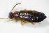  ( - BFB_Col_FK_9948)  @12 [ ] CreativeCommons - Attribution Non-Commercial Share-Alike (2015) Unspecified SNSB, Zoologische Staatssammlung Muenchen