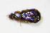  ( - BFB_Col_FK_9957)  @12 [ ] CreativeCommons - Attribution Non-Commercial Share-Alike (2015) Unspecified SNSB, Zoologische Staatssammlung Muenchen