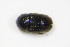 (Lamiogethes serripes - BFB_Col_FK_9960)  @13 [ ] CreativeCommons - Attribution Non-Commercial Share-Alike (2015) Unspecified SNSB, Zoologische Staatssammlung Muenchen