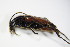  ( - BFB_Col_FK_9963)  @12 [ ] CreativeCommons - Attribution Non-Commercial Share-Alike (2015) Unspecified SNSB, Zoologische Staatssammlung Muenchen