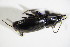  ( - BFB_Col_FK_10647)  @12 [ ] CreativeCommons - Attribution Non-Commercial Share-Alike (2015) Unspecified SNSB, Zoologische Staatssammlung Muenchen