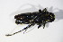  ( - BFB_Col_FK_10655)  @12 [ ] CreativeCommons - Attribution Non-Commercial Share-Alike (2015) Unspecified SNSB, Zoologische Staatssammlung Muenchen