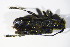  ( - BFB_Col_FK_10656)  @12 [ ] CreativeCommons - Attribution Non-Commercial Share-Alike (2015) Unspecified SNSB, Zoologische Staatssammlung Muenchen