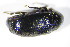  ( - BFB_Col_FK_10670)  @11 [ ] CreativeCommons - Attribution Non-Commercial Share-Alike (2015) Unspecified SNSB, Zoologische Staatssammlung Muenchen