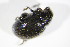  ( - BFB_Col_FK_10674)  @12 [ ] CreativeCommons - Attribution Non-Commercial Share-Alike (2015) Unspecified SNSB, Zoologische Staatssammlung Muenchen